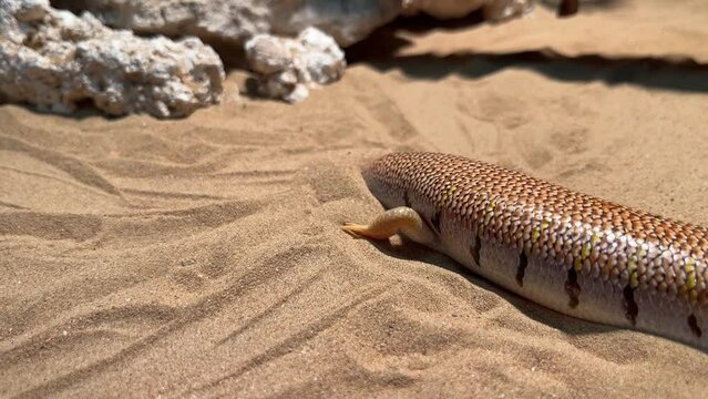 arabian desert sandfish (Scincus mitranus) buries himself in the sand