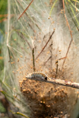 Close up of Processionary Caterpillar on pine tree also known as thaumetopoea pityocampa