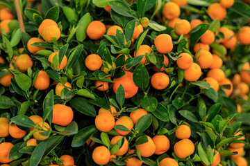 Mandarin oranges grow on tree for a happy chinese new year's decoration