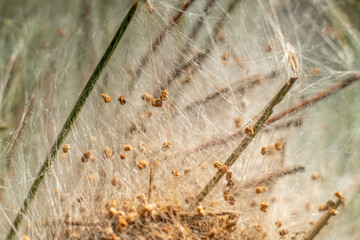 Close up of a Pine Processionary Caterpillars nest