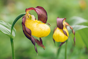 Lady's slipper orchid in bloom