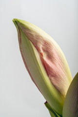 Amaryllis: The Beauty of the Bud on a light gray background