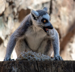 Portrait of a lemur in the zoo
