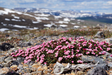 Kalmia procumbens, alpine azalea (railing azalea) in bloom on a fjell on sunny early summer day in Finnish Lapland
