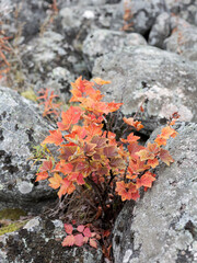 Northern Red Currant, Ribes picatum, in autumn colors in a rocky habitat
