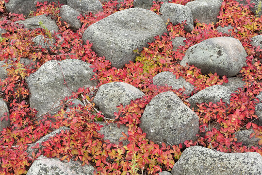 Stone Bramble in vivid autumn colors on a rocky habitat