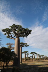 baobab avenue in morondava, madagascar
