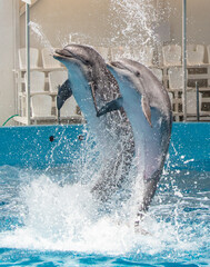 Two dolphins jump into the pool