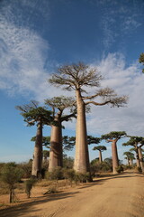 baobab avenue in morondava, madagascar
