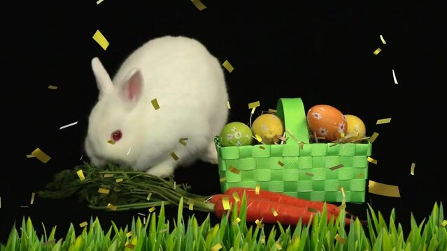 Animation of confetti over white rabbit with basket and grass on black background at easter