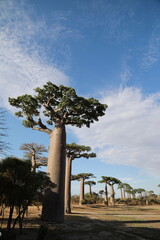 baobab avenue in morondava, madagascar