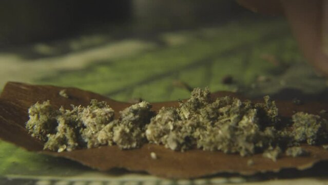 breaking up cannabis flower in order to roll a joint for smoking marijuana