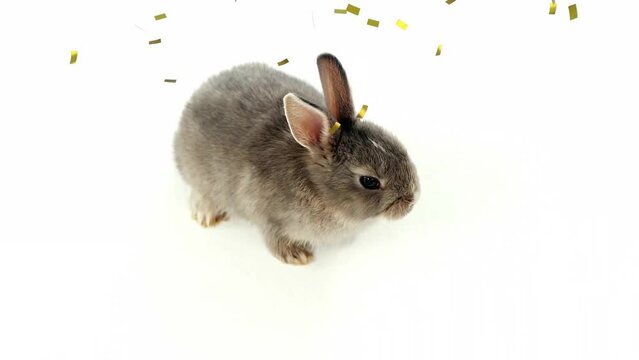 Animation of confetti over rabbit on white background at easter