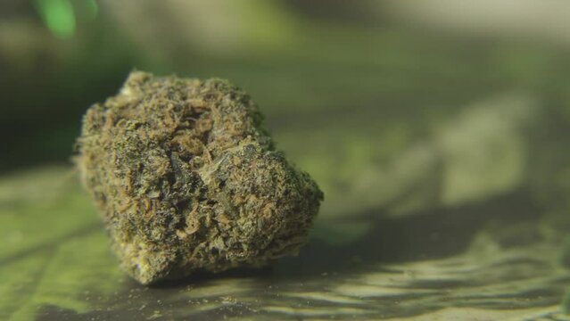 panning shot of a bud  of cannabis flower or marijuana