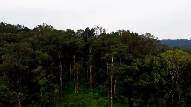 Ariel shot of Trees tops of forests of coorg in Karnataka, India
