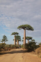 baobab avenue in morondava, madagascar