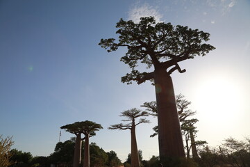 baobab avenue in morondava, madagascar