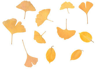 set of autumn leaves