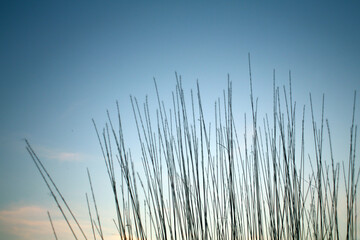 reeds in the morning - obrazy, fototapety, plakaty