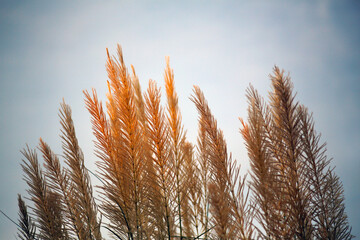 Reed flower spikes on sunset background
