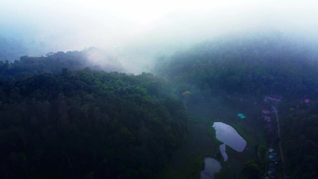 Ariel shot of Trees tops of forests of coorg in Karnataka, India