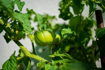 organic tomatoes in the garden