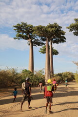 african people walking on baobab avenue in morondava, madagascar