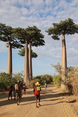 african people walking on baobab avenue in morondava, madagascar