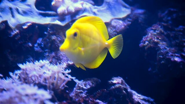 A Nemo fish plays hide and seek amongst the moving tentacles of a soft Sea Anemone. Clownfish or Anemonefish in Aquarium concept. 4k super slow motion 120 fps raw cinematic video