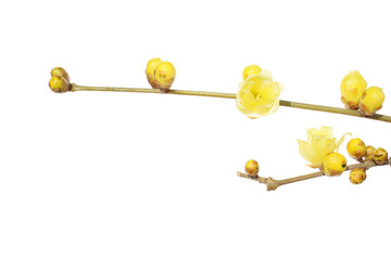 yellow flowers of wintersweet isolated on a white background