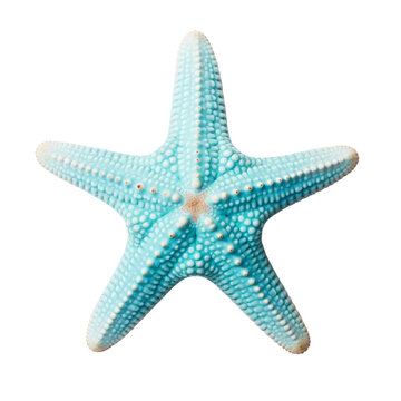Isolated red starfish on a white background, showcasing marine life in a tropical ocean setting