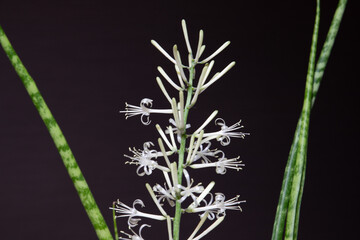 サンスベリア　バキュラリス・ミカドの開花