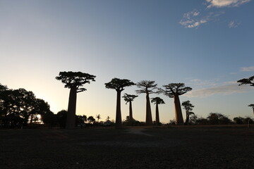 sunset on baobab avenue in morondava, madagascar