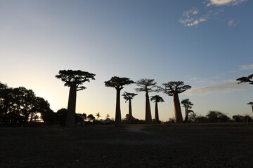 sunset on baobab avenue in morondava, madagascar