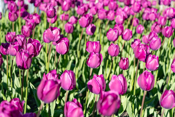 Obraz premium violet tulip flower in summer nature. photo of tulip nature flower. tulip flower in spring nature.