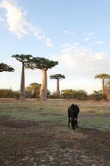 sunset on baobab avenue with cow in morondava, madagascar