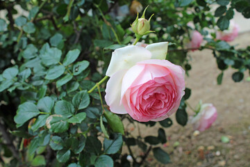 ピンクのバラ（ピエールドゥロンサール）