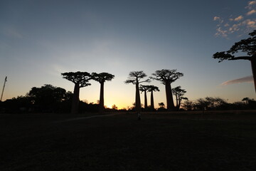 sunset on baobab avenue in morondava, madagascar