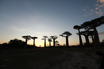 sunset on baobab avenue in morondava, madagascar