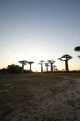 sunset on baobab avenue in morondava, madagascar