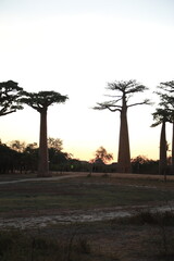 sunset on baobab avenue in morondava, madagascar