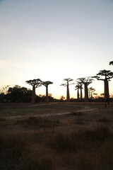 sunset on baobab avenue in morondava, madagascar