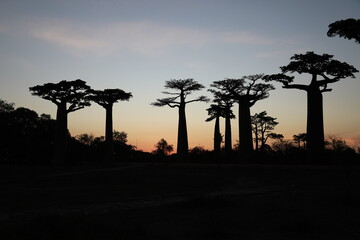 sunset on baobab avenue in morondava, madagascar
