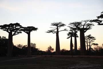 sunset on baobab avenue in morondava, madagascar