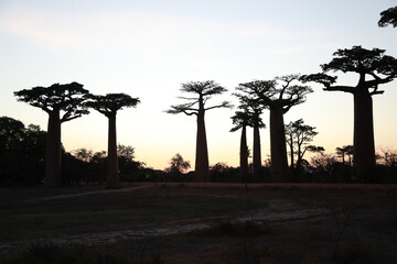 sunset on baobab avenue in morondava, madagascar