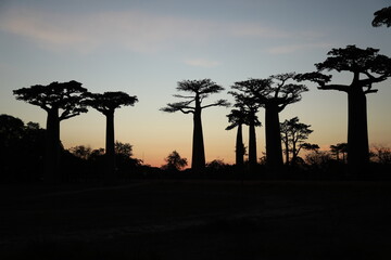 sunset on baobab avenue in morondava, madagascar