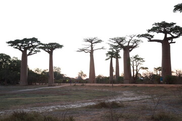 sunset on baobab avenue in morondava, madagascar