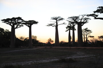 sunset on baobab avenue in morondava, madagascar