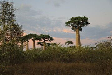 sunset on baobab avenue in morondava, madagascar