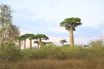 sunset on baobab avenue in morondava, madagascar